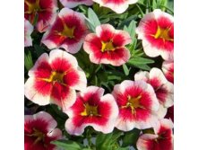 55  Minifamous Neo Apricot Red Splash