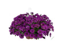 44  ERATO BASKET PURPLE