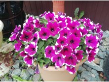 71  Sweetunia Purple