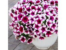 110  Sweetunia Parpl Tach