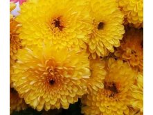   Pompon Yellow  .jpg