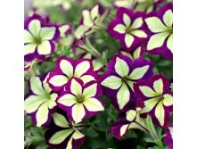 22  Crazytunia Frisky Purple