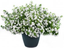 1  Bacopa Double Snowball White