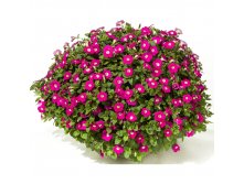 1 petunia-blanket-rose