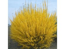   SPECTABILIS.jpg
