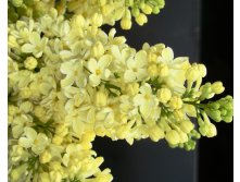  PRIMROSE 1.jpg