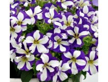 80  Crazytunia Lucky Lilac