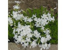   White Delight  .jpg