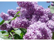  Violetta .jpg