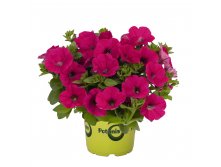 91  Potunia Piccola Hot Pink