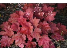   AUTUMN LEAVES  .jpg