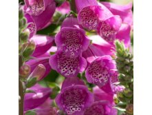   DALMATIAN PURPLE.jpeg