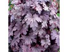   PLUM CASCADE  .jpg