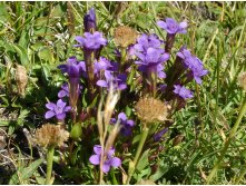 Gentianella biebersteinii.jpg