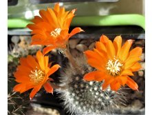 Rebutia flavystila FR 756