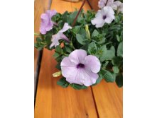  " "  ( )