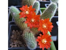 Rebutia donaldiana