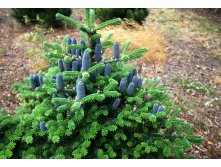   (Abies koreana), 2/3,15-20, 1920 