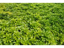   GREEN CARPET  .jpeg