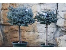   (Picea pungens Glauca Globosa) C4,5 PA70-80, 4833 