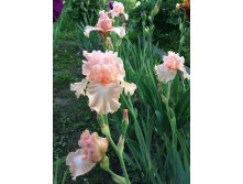 Anna Bell Babson, 250