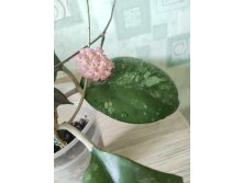 Hoya Vitellina splash.