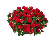   Musica Elegant Red 150
