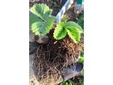 Корневая кустиков, начало мая.