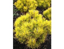     (Golden Glow), 4-5, 40-60, 4300 