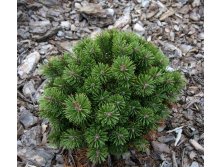    (Pinus mugo Kokos) 5,20-25, 3845 