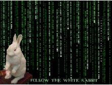 Naturally Debian-Follow The White Rabbit.jpg