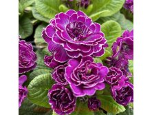 Belarina Purple Diamond, 9 350 