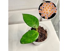 Hoya Nabawanensis Moyog Borneo.jpg