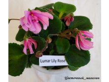  Lunar Lily Rose.jpg