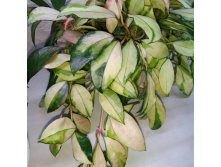  walliniana variegata.jpg
