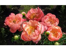 Coral Charm Цена 4,38 евро Пристрой 2 шт