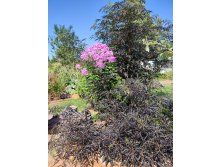    (Sambucus nigra Black Lace)  2023.08.17 111301.jpg