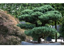    (Pinus parviflora Negishi), 3, 3177 