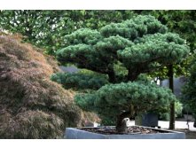    (Pinus parviflora Negishi), 14, 1141 