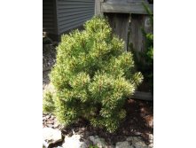    (Pinus mugo Sunshine), 3,  55-65, 8-12, 2829 