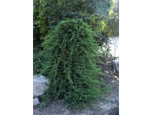   (Juniperus horizontalis Prince of Wales) 5, 80, 6720 