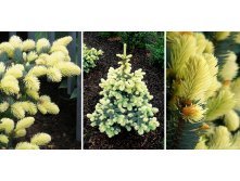   (Picea pungens Bialobok) 12 50-60, 9684 