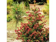   (Picea abies Rydal), 3 15-30, 2735 