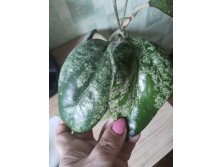 Hoya Vitellina splash.