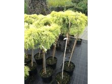   (Juniperus media pfitz.Gold Star) 5, 70-80, 25-30,6720 