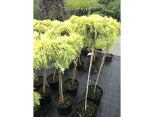   (Juniperus media pfitz.Gold Star) 4, 60-70, 15-25,3420 