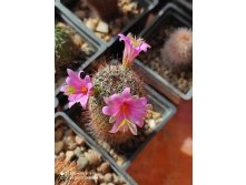 Mammillaria microcarpa