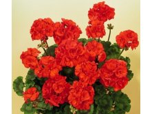   Trend Emilia Orange 150