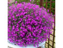  Laura Purple 132