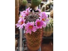 mammillaria sheldonii